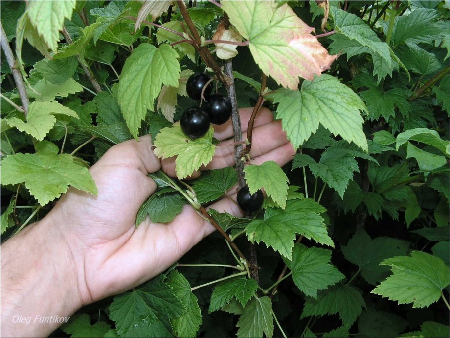 Смородина черная Тамерлан