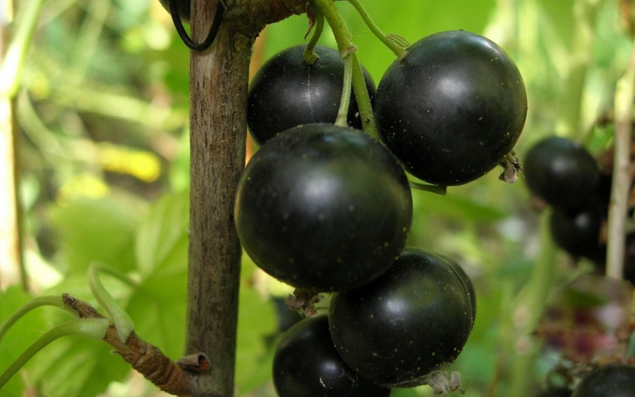 Смородина Бен Алдер