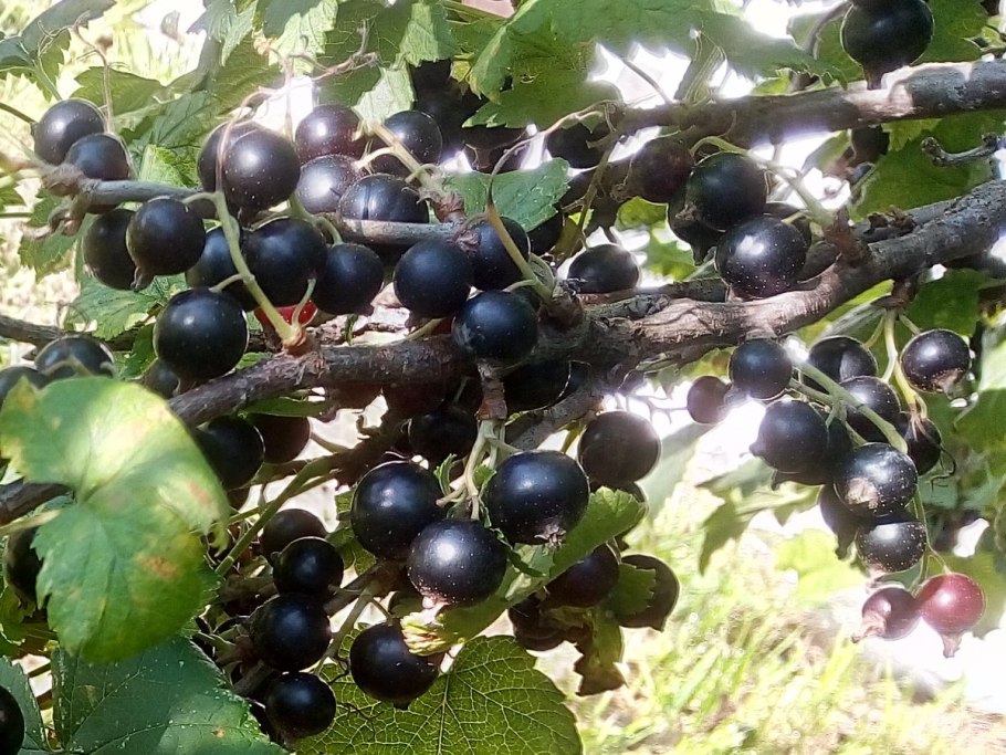 Смородина черная Литвиновская