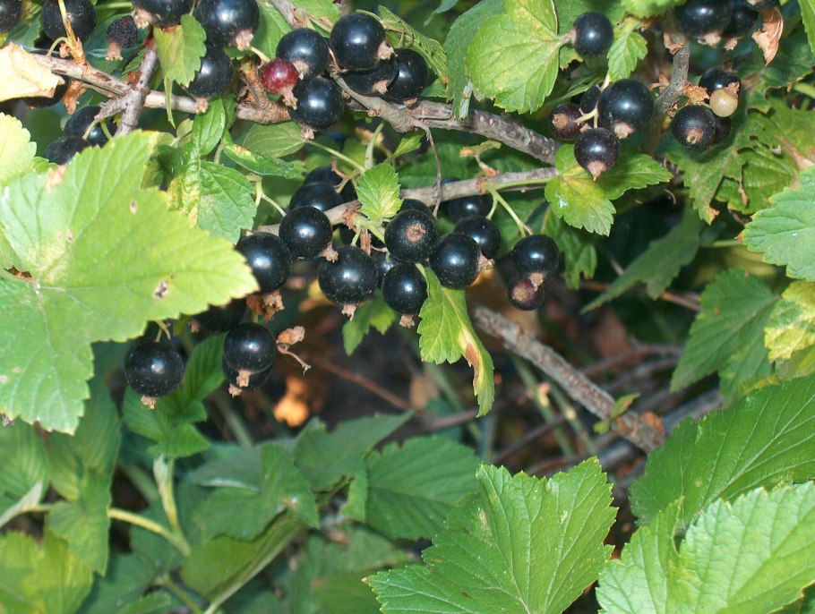 Смородина чёрная Изюмная