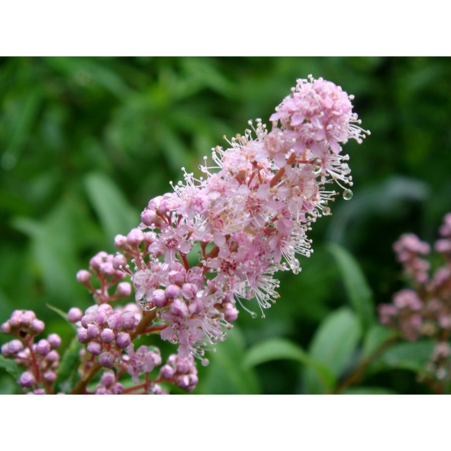 Черная смородина сорт Перун