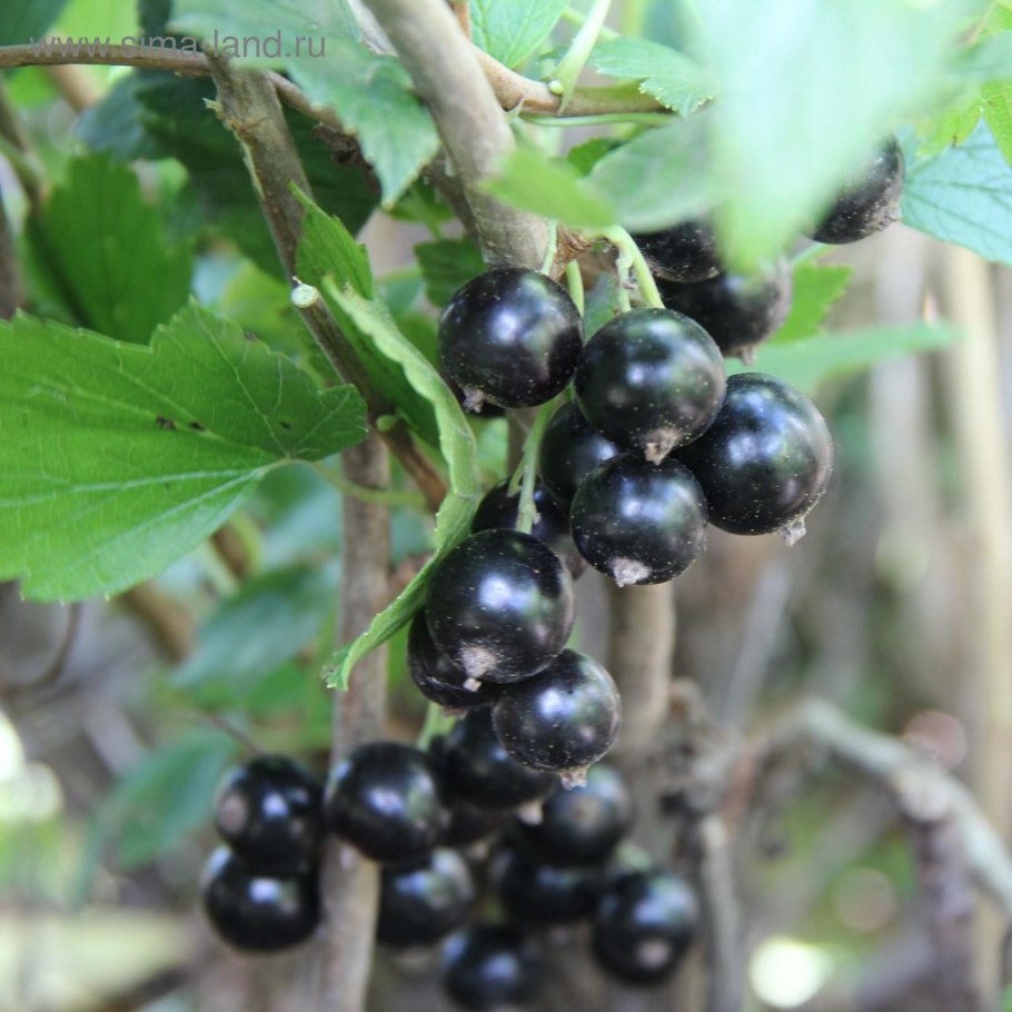 Смородина черная Валовая (с5)