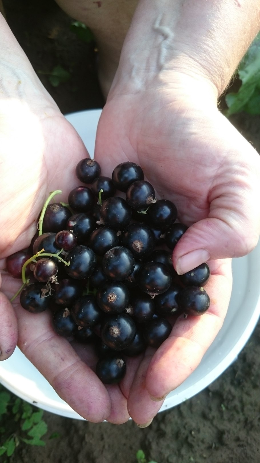 Смородина сорт белорусская