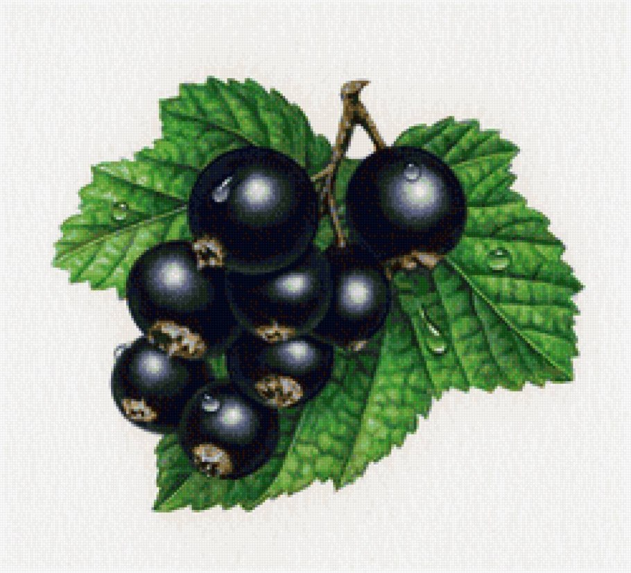 Смородина Пигмей