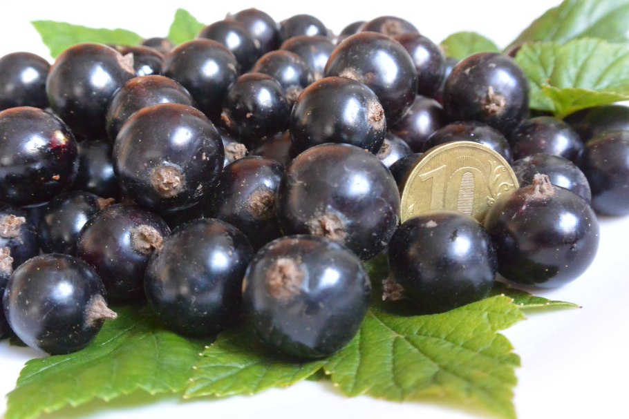Черная смородина Садовая