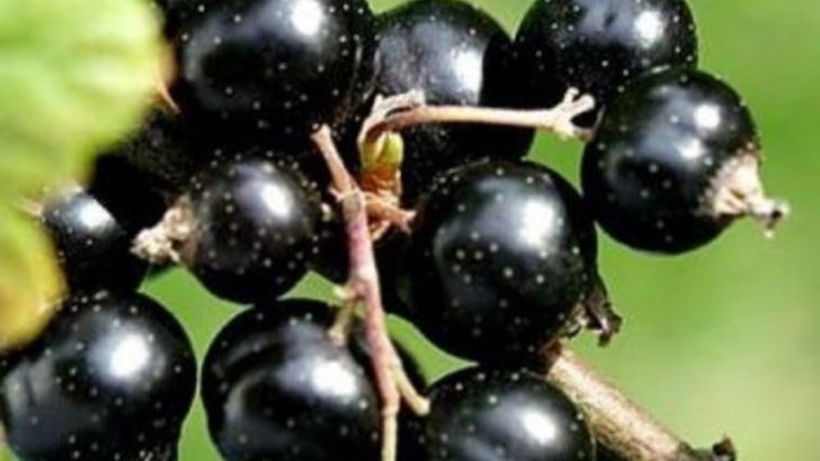 Церера смородина черная