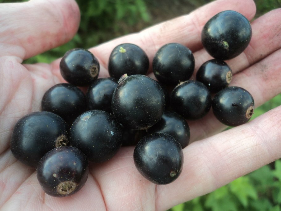 Смородина черная Гармония
