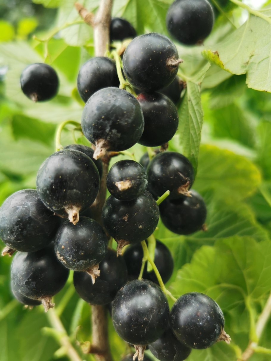 Смородина чёрная гултвер