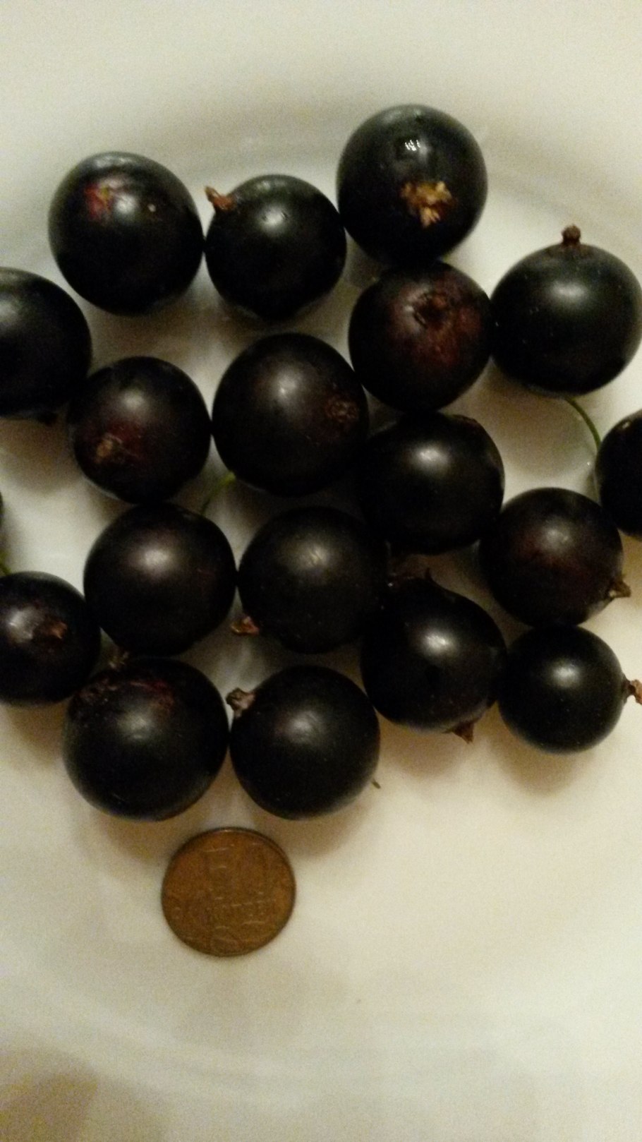 Смородина черная лентяй