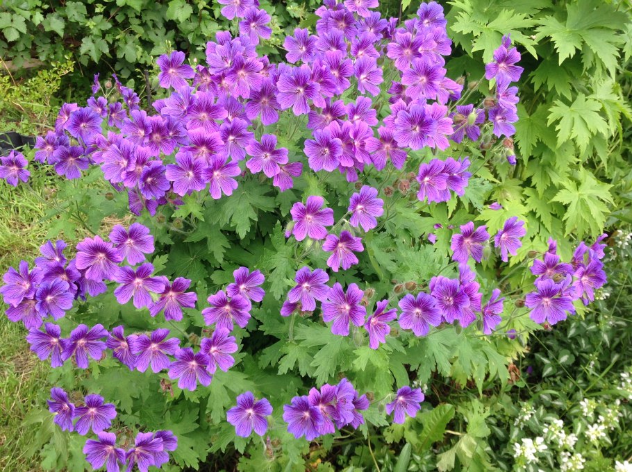 Герань Geranium cloud Nine