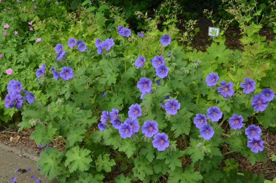 Geranium sylvaticum