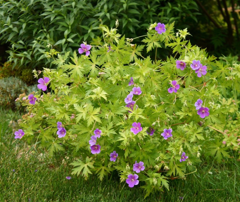 Герань Садовая саммер СКАЙС Geranium Summer Skies