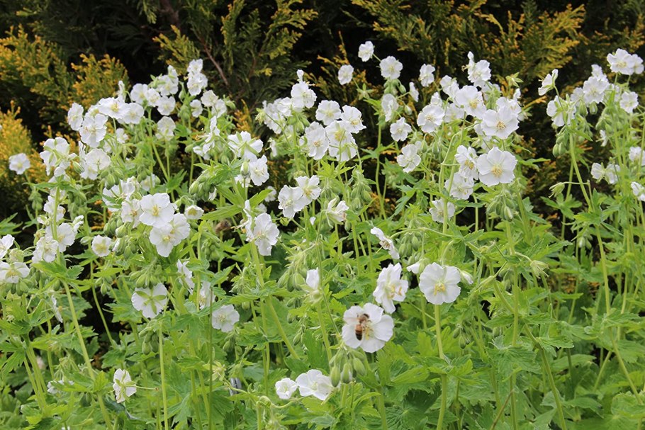 Geranium - герань - clarkei Kashmir Blue