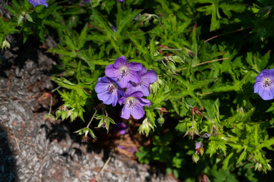 Geranium macrorrhizum Spessart