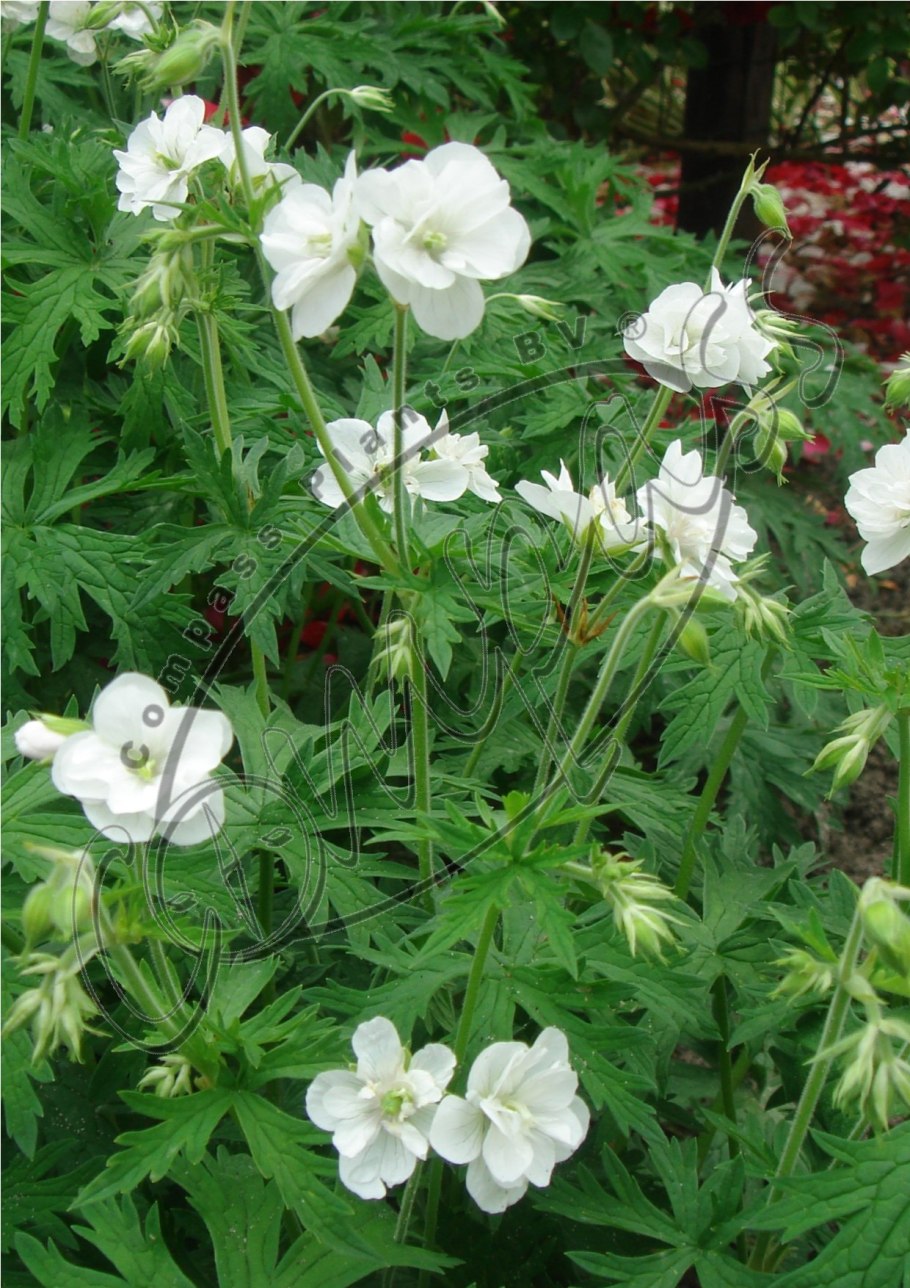 Герань Geranium pratense cloud Nine