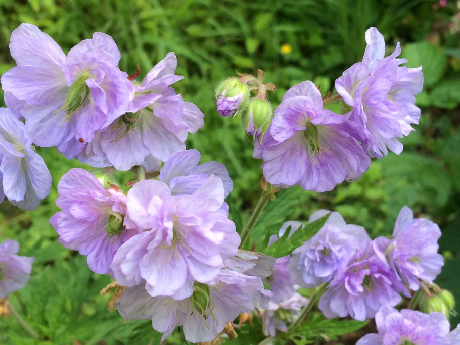 Герань альбум (Geranium Sang. 'Album')