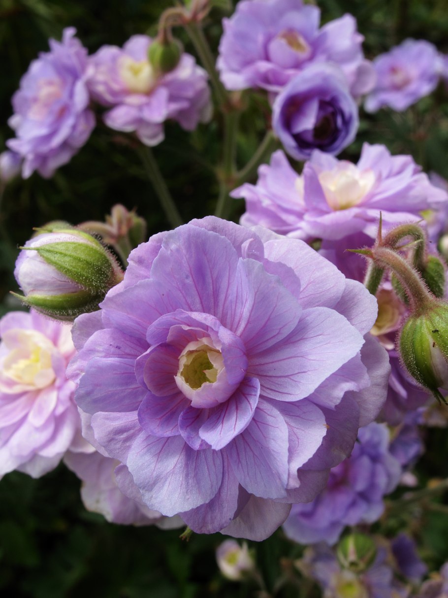 Geranium sanguineum Pink Pouffe