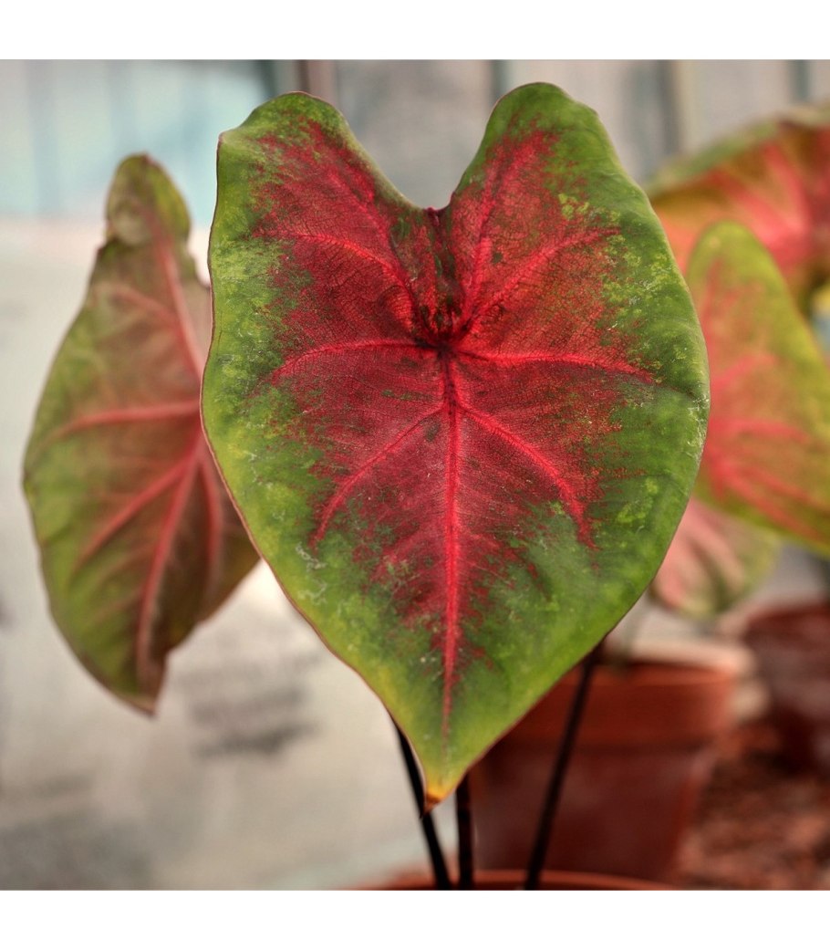 Каладиум Крылья ангела