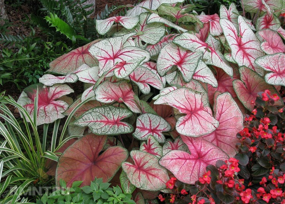 Каладиум Шомбурга