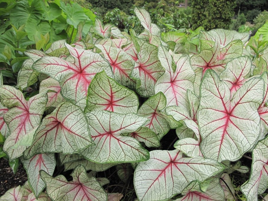 Caladium Summer Pink