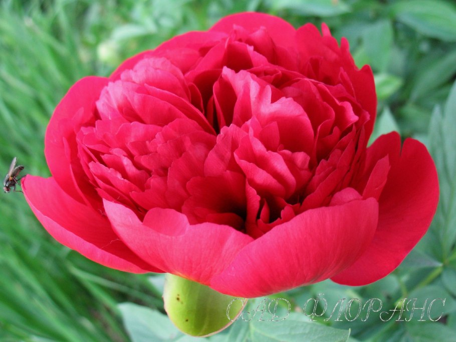 Пион Диана Паркс