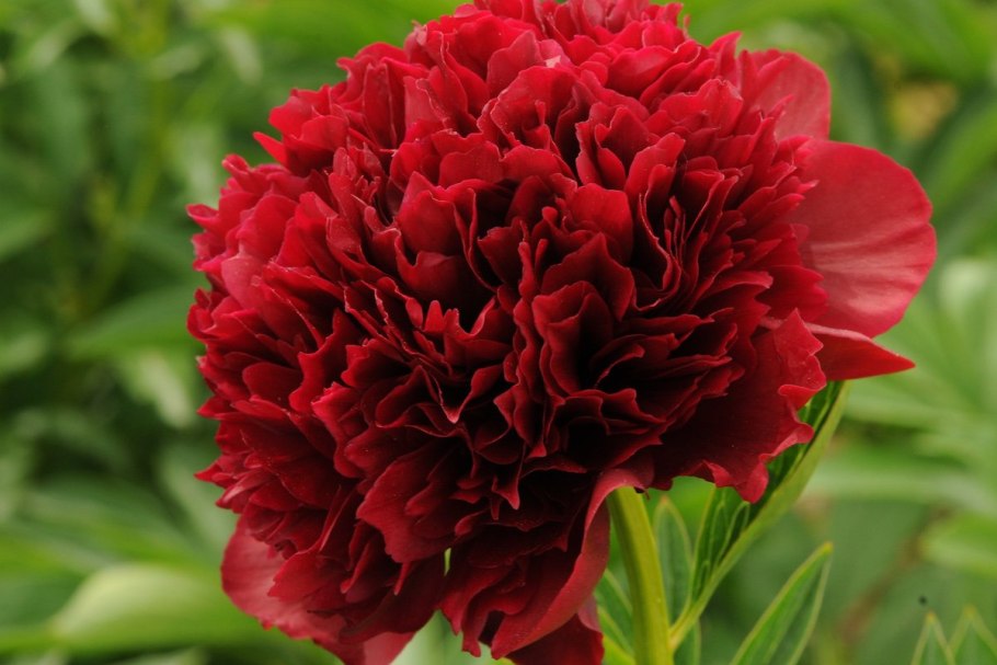 Пион Рубра плена