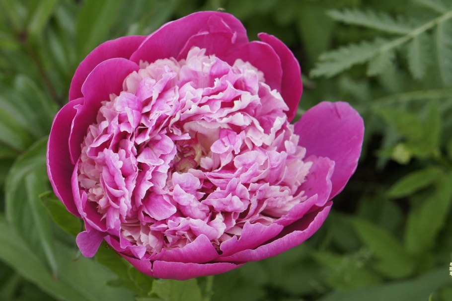 Пион Пинк Гавайан Корал