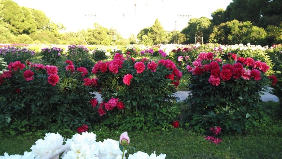 Пион Кёнинг Вильгельмина