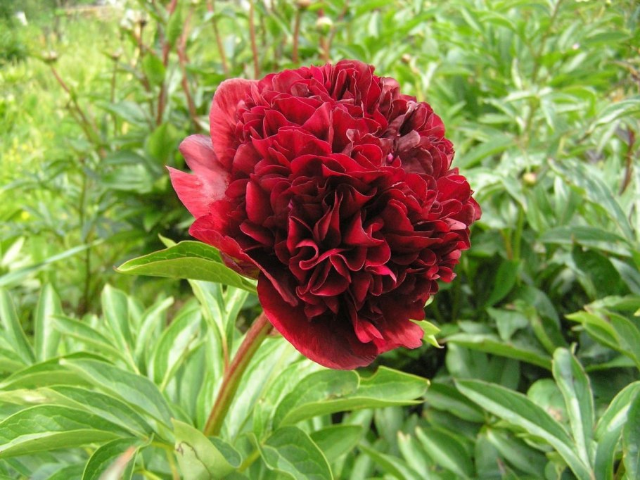 Пион молочноцветковый Адольф Руссо