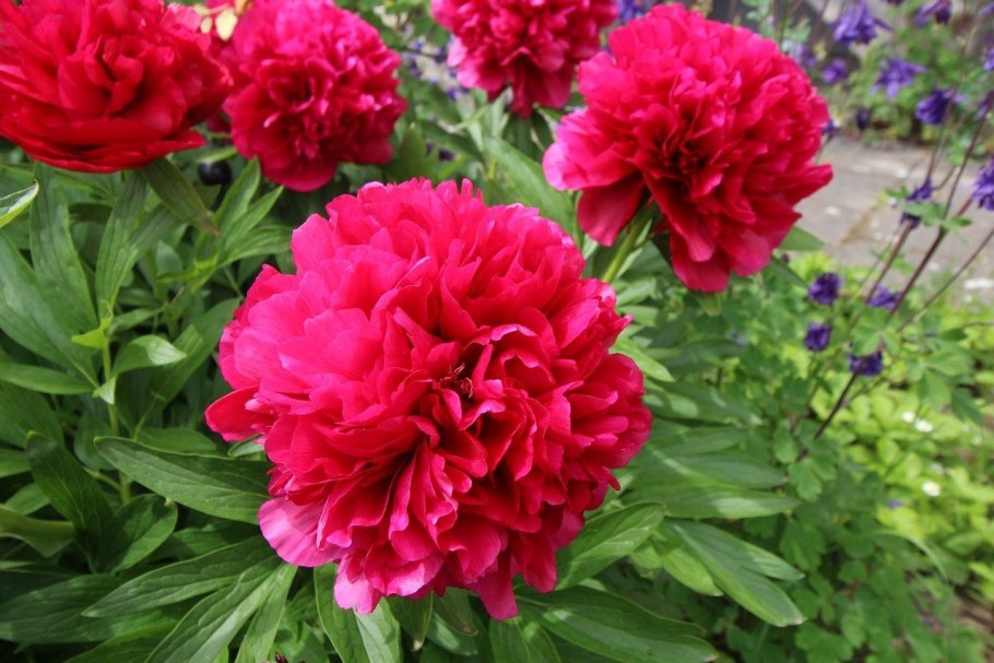 Пион Луис Ван хот