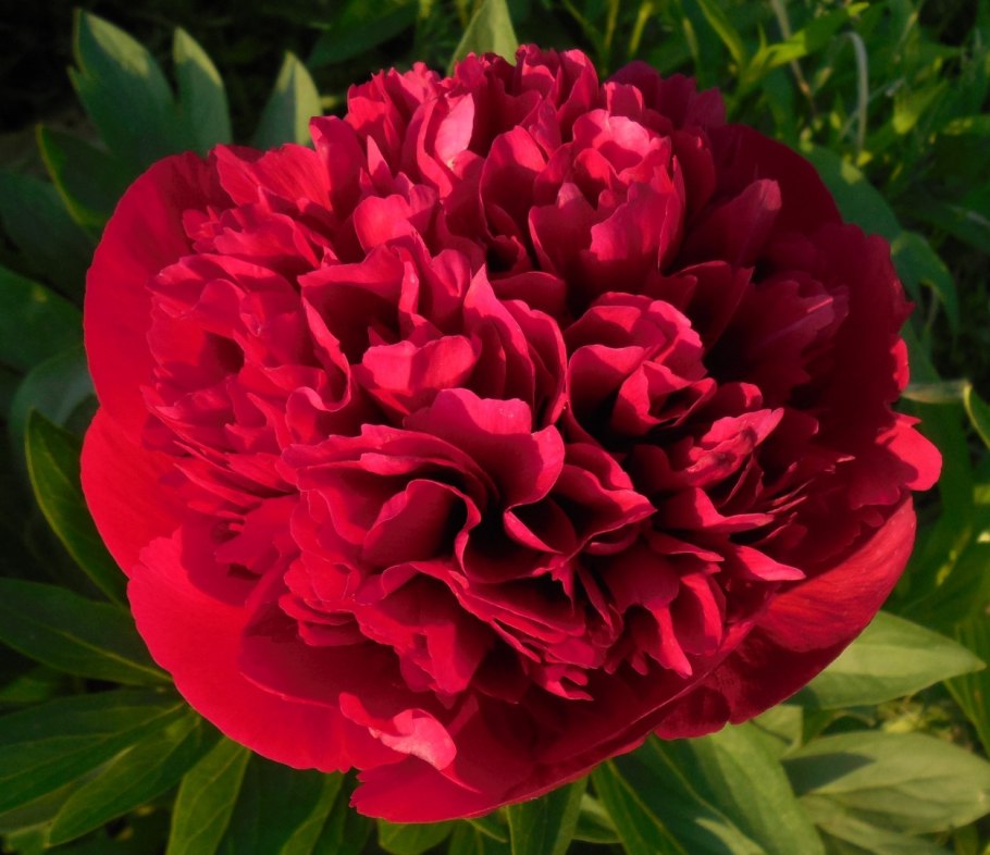 Пион гибридный 'Diana Parks'