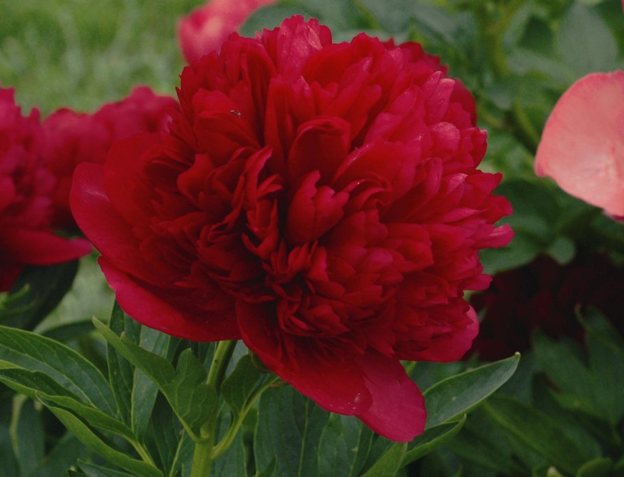 Пион Diana Parks