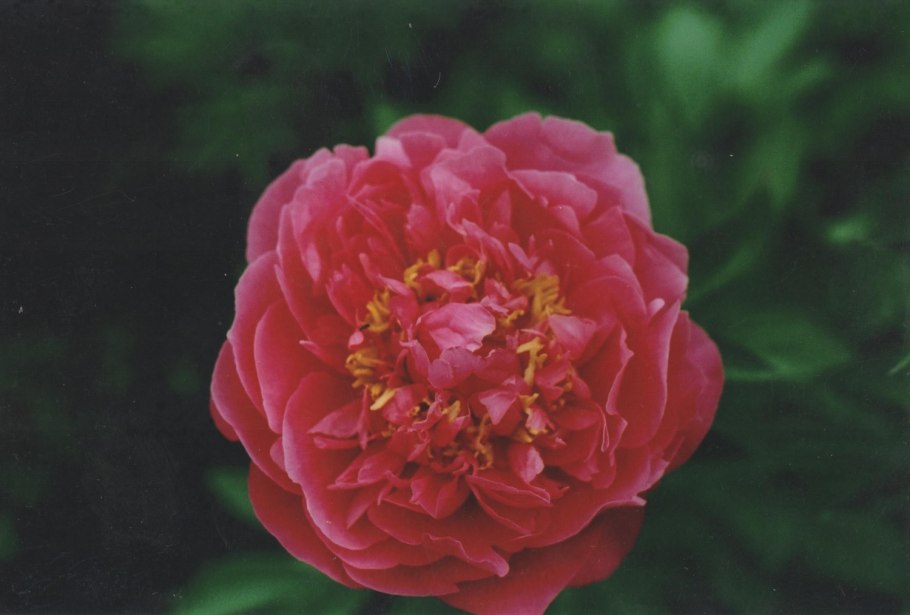 Пион молочноцветковый Диана Паркс