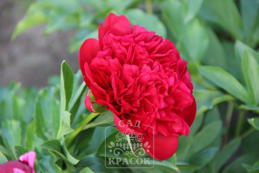 Пион молочноцветковый Кэрол