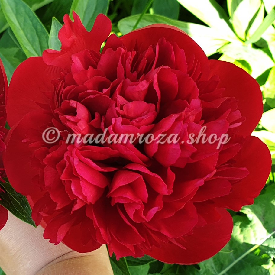 Пион травянистый Амабилис