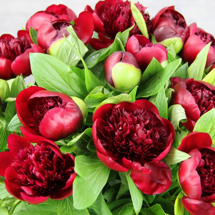 Пион Пинк дерби