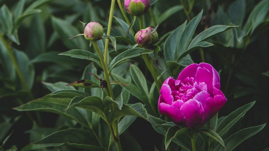 Пион Офишиналис Рубра плена