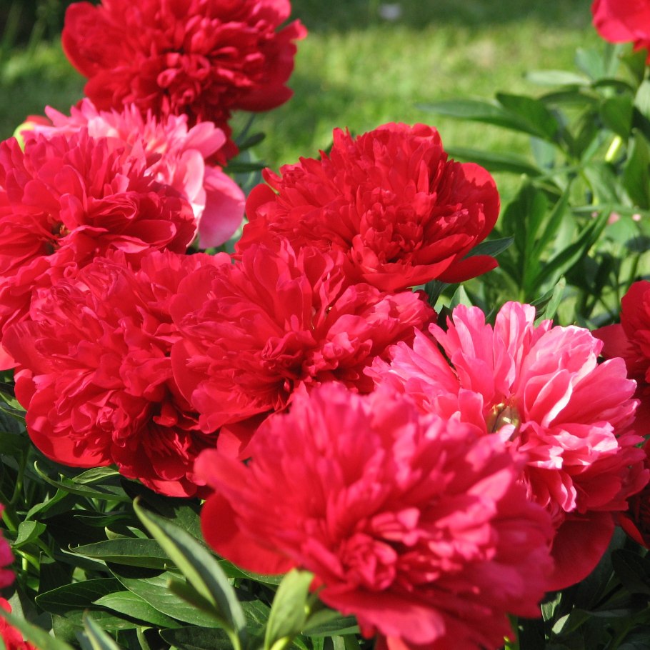 Пион травянистый Диана Паркс