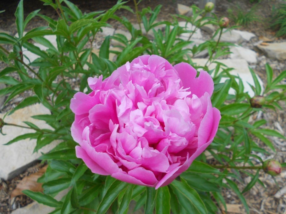 Пион похожий на фест арривал