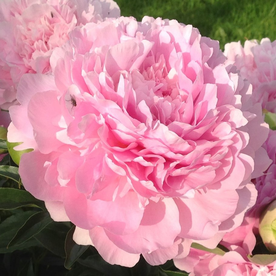 Пион officinalis rubra Plena