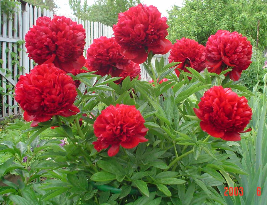 Пион тонколистный rubra Plena