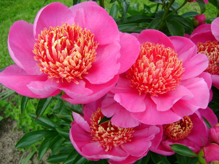 Пион травянистый Корал Чарм