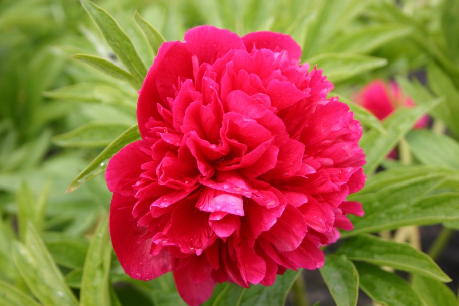 Пион Paeonia Alexander Fleming