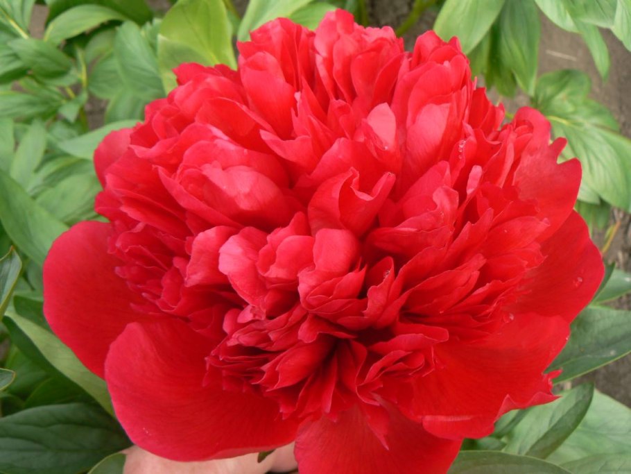 Пион Диана Паркс