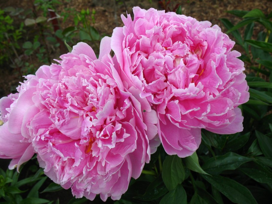 Пион молочноцветковый Рубра плена