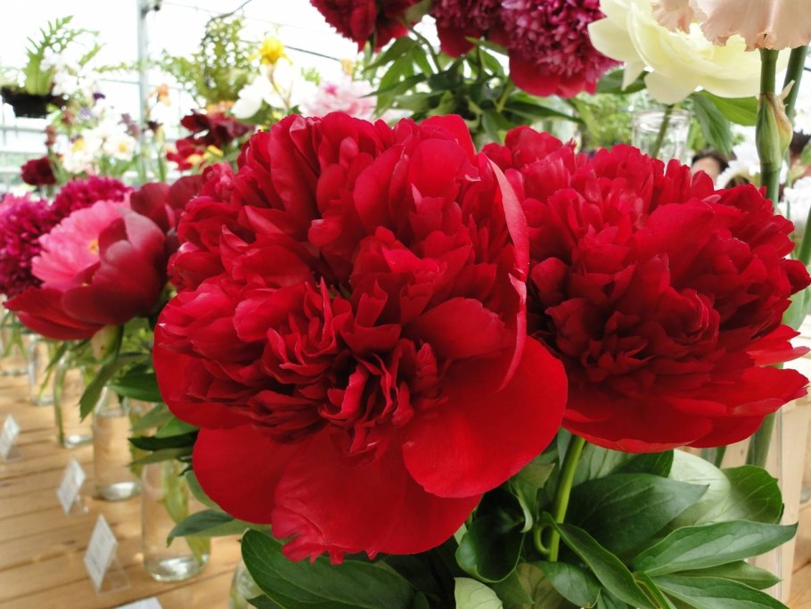 Пион травянистый Диана Паркс