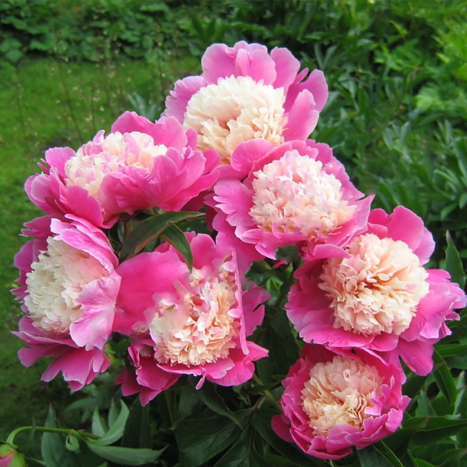 Пион officinalis rubra Plena