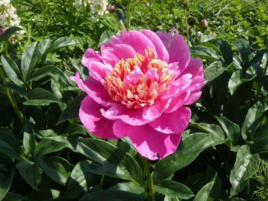 Пион Мэдилон