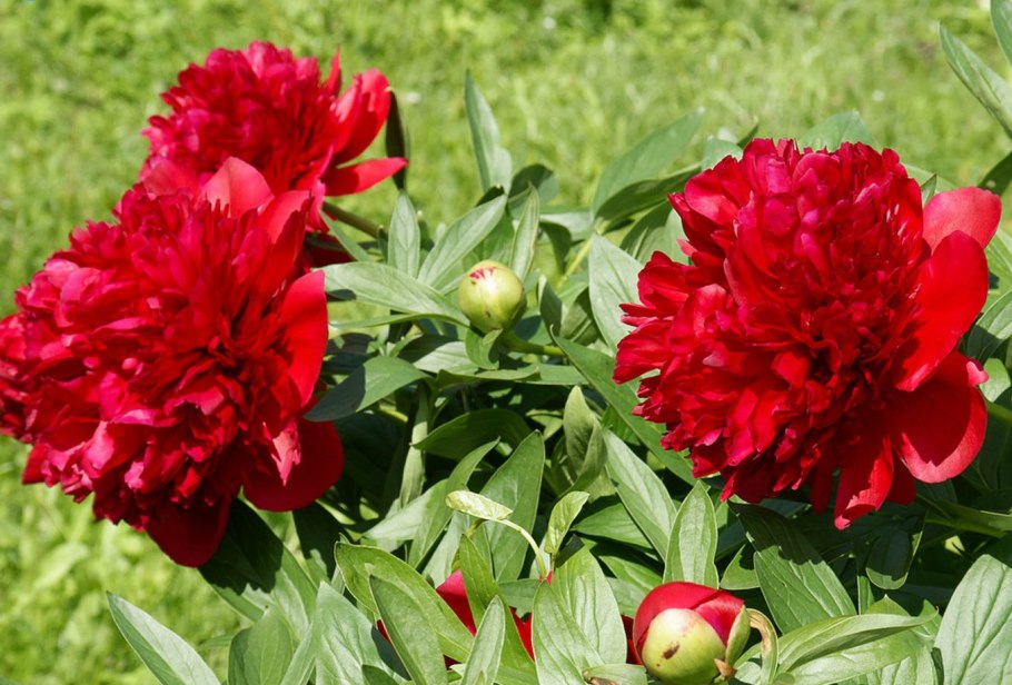 Пион Диана Паркс