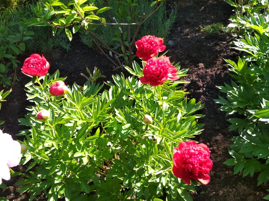 Пионов, сорт Сара Бернар (Чили)